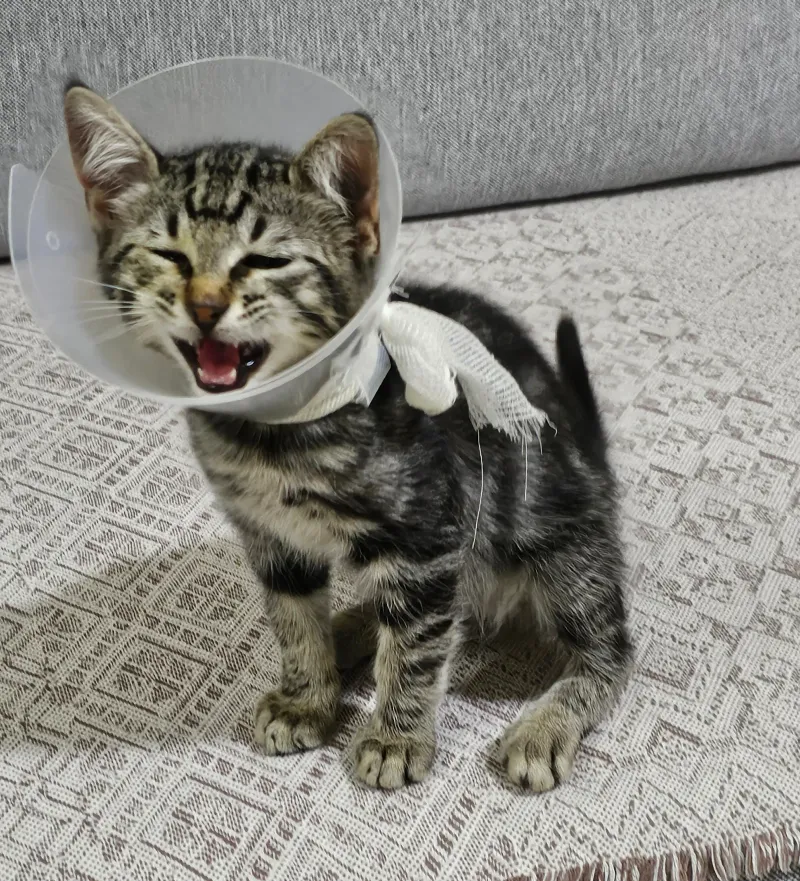 Adoption Day