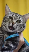 Pluty's Headshot